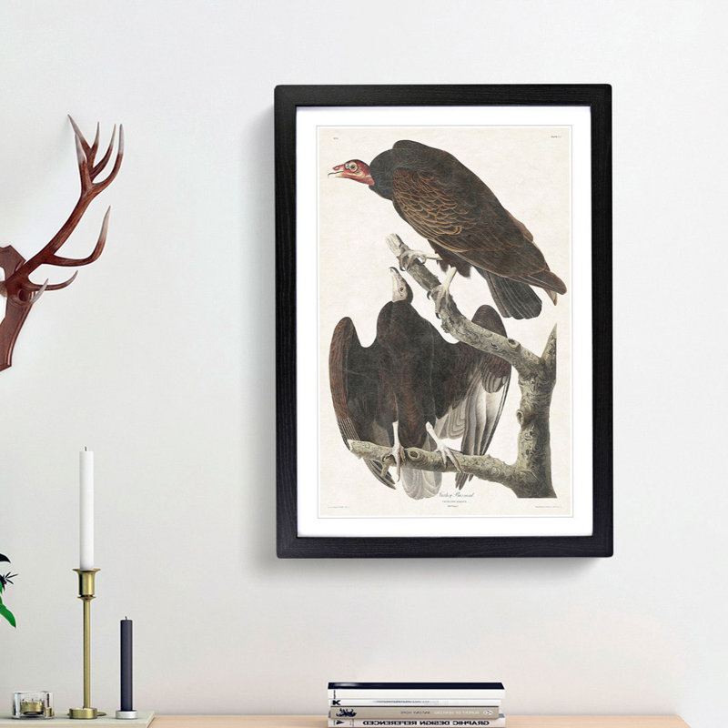 Turkey Buzzard by John James Audubon - Framed Print, 65cm H x 48cm W x 2cm D, Black Framed
