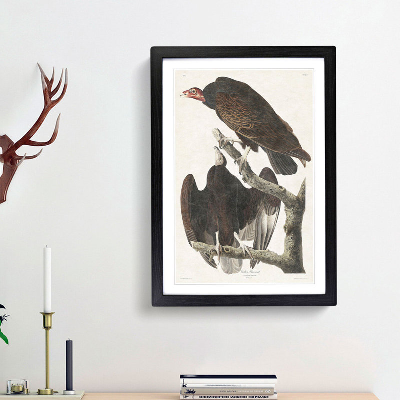 Turkey Buzzard by John James Audubon - Picture Frame Painting Print, 36cm H x 27cm W x 2cm D, Black Framed