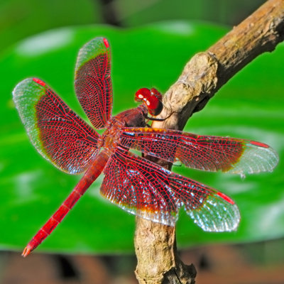 «Dericky Dragonfly» par Panuriangjan