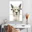 « Hip Llama I »-341995297