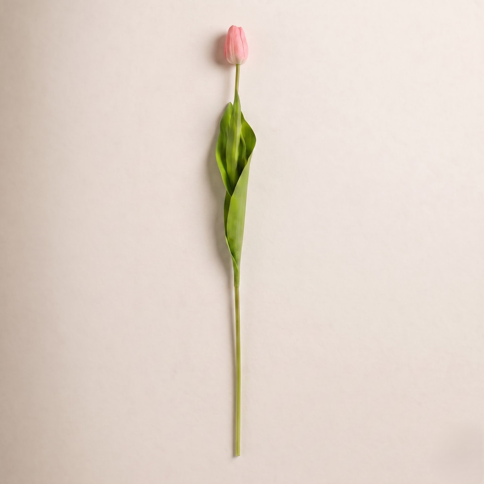 Rimma Tulip Stems, Pink
