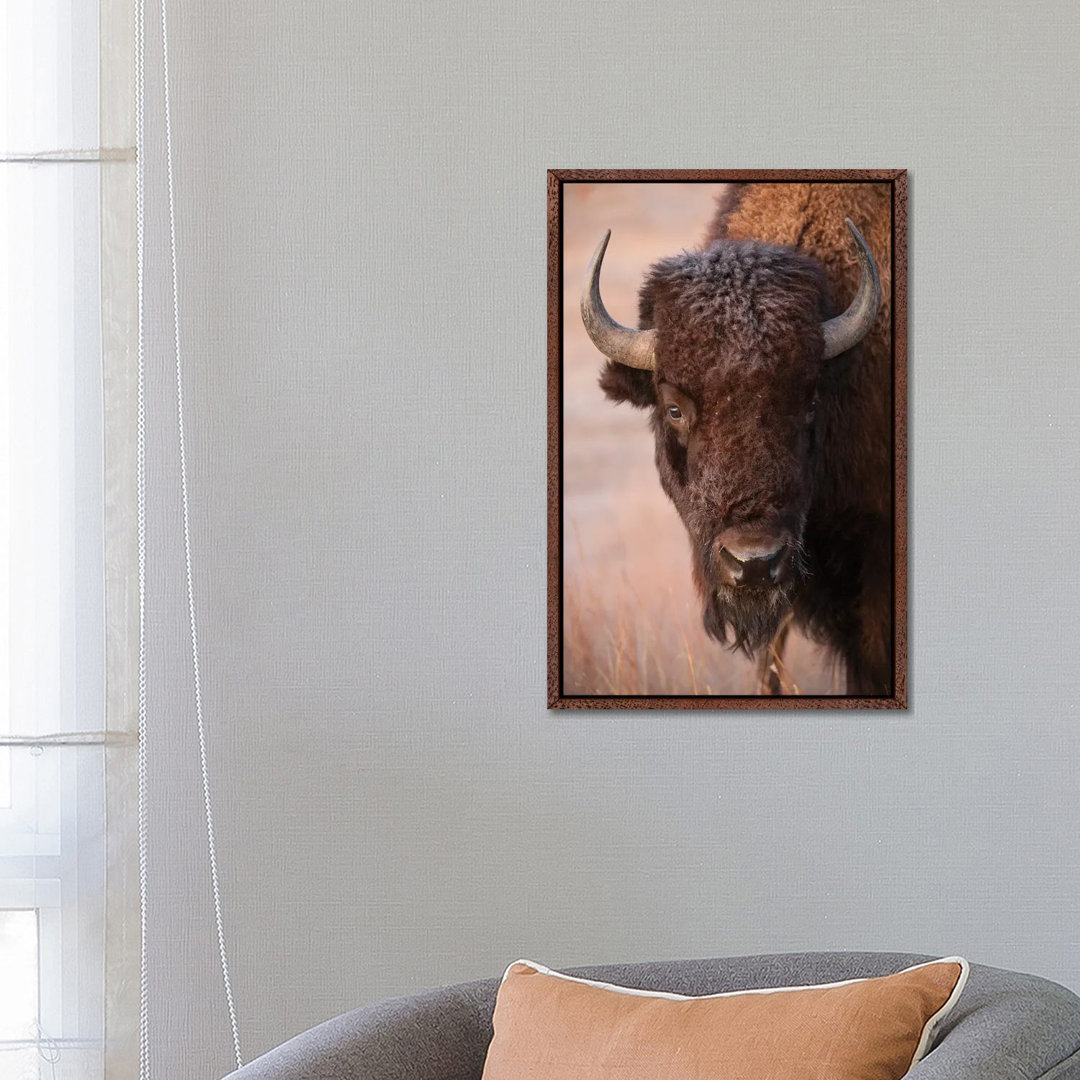 Ein Bison auf einer Ranch in der Nähe von Valentine, Nebraska von Joel Sartore - Gallery-Wrapped Canvas Giclée on Canvas