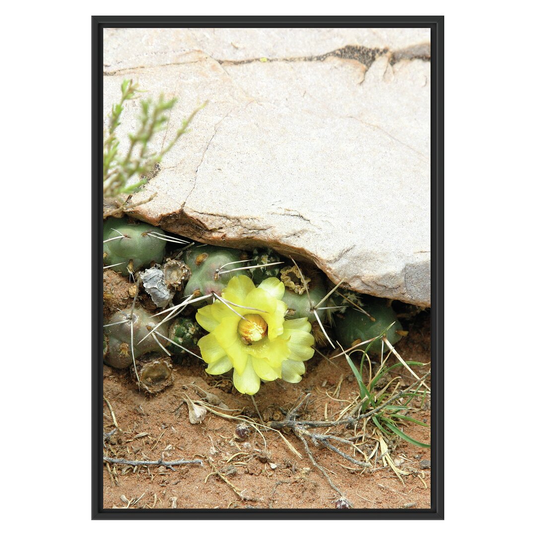 Gerahmtes Wandbild Kakteen mit gelber Blüte