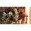 Tige marguerites-25131559