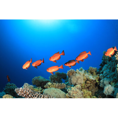 Poisson nageant - Photographie sur toile tendue