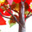 Poinsettia Tree Night Light