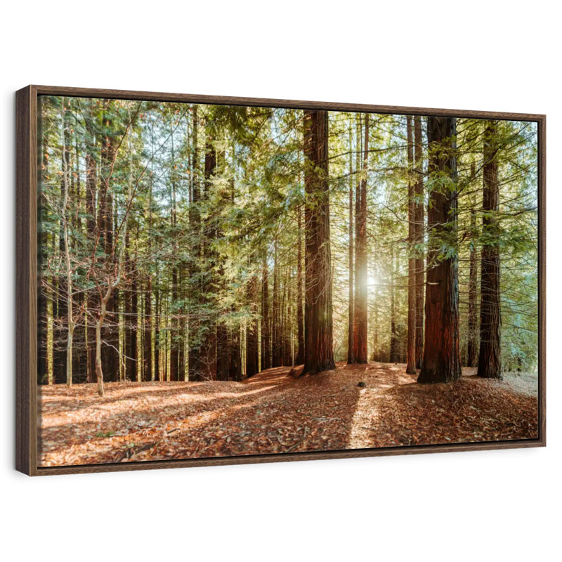 Séquoia avec rayons de soleil, Cadre flottant noyer, 40 po x 27 po