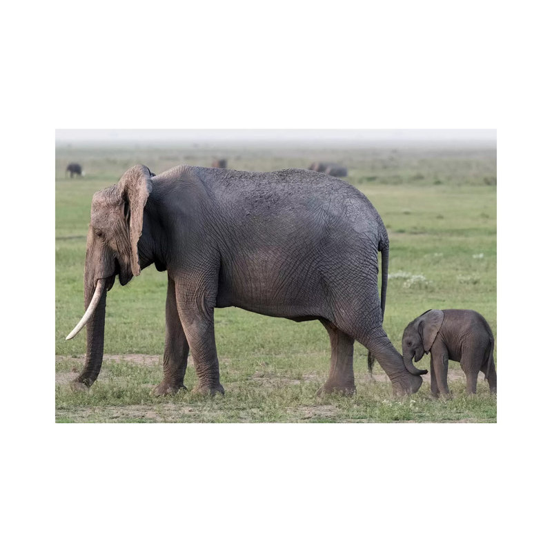 Africa, Kenya, Amboseli National Park. Mother Elephant And Baby Walking. by Jaynes Gallery - Wrapped Canvas Painting