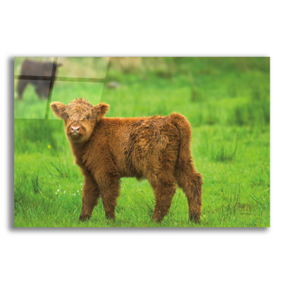 Bétail écossais des Highlands par Alan Majchrowicz - photographie sans cadre