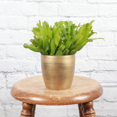 Live Holiday Cactus Plant in Gold Pot