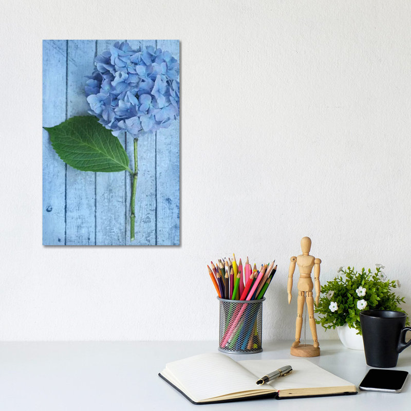 Powder Blue Hydrangea by Alyson Fennell - Wrapped Canvas Print, 20.32 cm H x 30.48 cm W