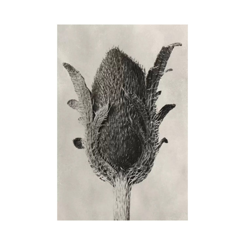 Blossfeldt Botanical VI by Karl Blossfeldt - Wrapped Canvas Print, 101.6cm H x 66.04cm W x 1.91cm D
