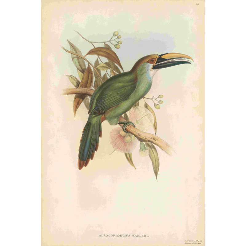 Toucans tropicaux I, H 18 po x l 12 po