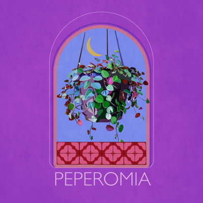 Sets Peperomia