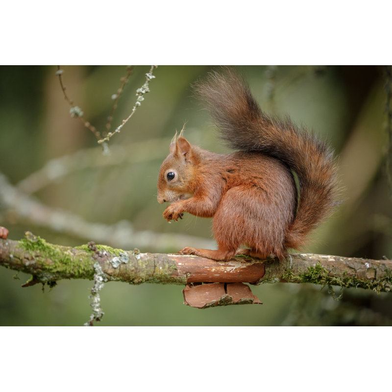 Adorable Red Squirrel by Neil_Burton - Wrapped Canvas Print, 30cm H x 46cm W