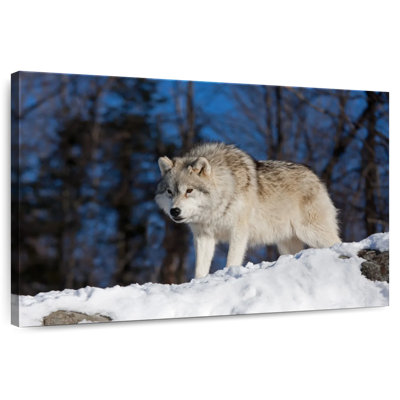 Brampt Wolf On The Lookout