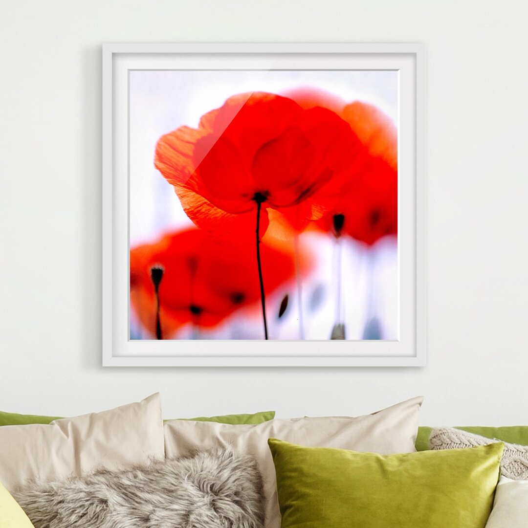 Gerahmtes Poster Magic Poppies