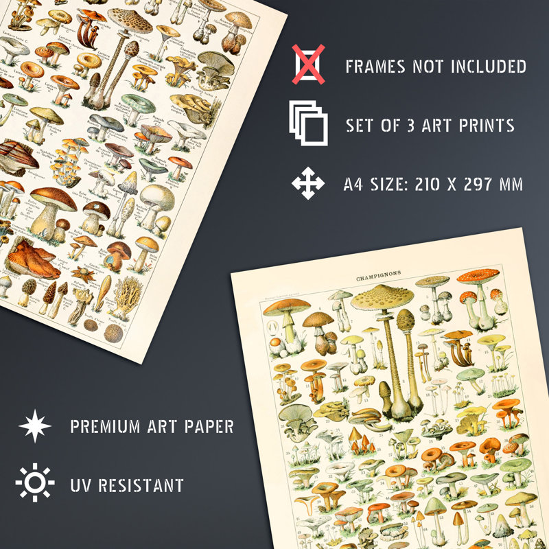 Iconic Illustrations Of Mushrooms Vintage Millot 3-Piece Set Unframed Wall Art Prints Kitchen Aesthetic Fungus Champignon