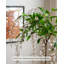Jasmine qui pleure artificiellement, plante d'intérieur en pot-833100190-833100185