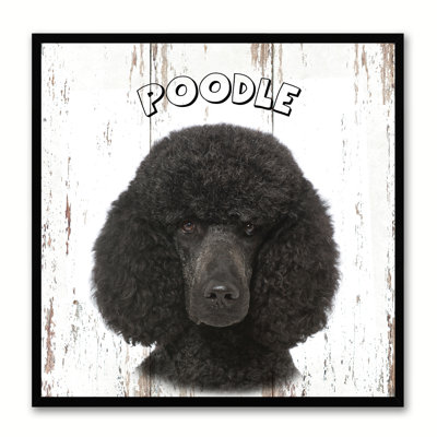 " Poodle Dog "