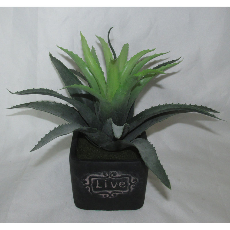 Plante succulent en pot