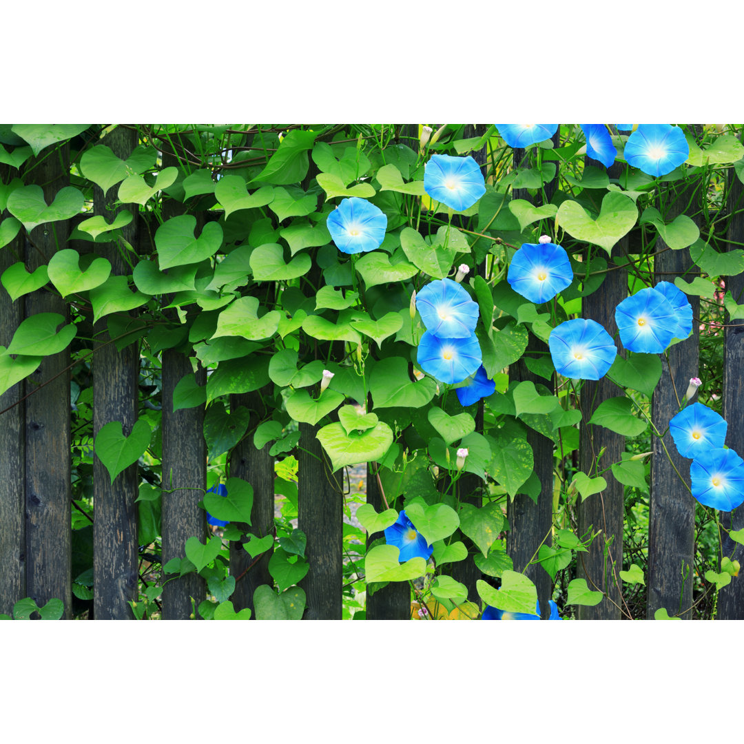 Sky Blue Morning Glories von Borchee - Kunstdrucke auf Leinwand ohne Rahmen