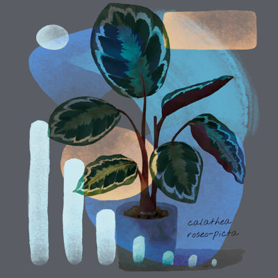 " Abstract Calathea Roseo-Picta " Painting Print