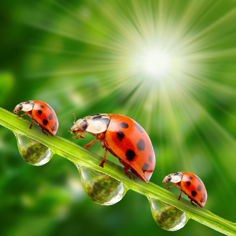 Sirretta Ladybugs Family - Wrapped Canvas Print, 30cm H x 30cm W x 3.8cm D