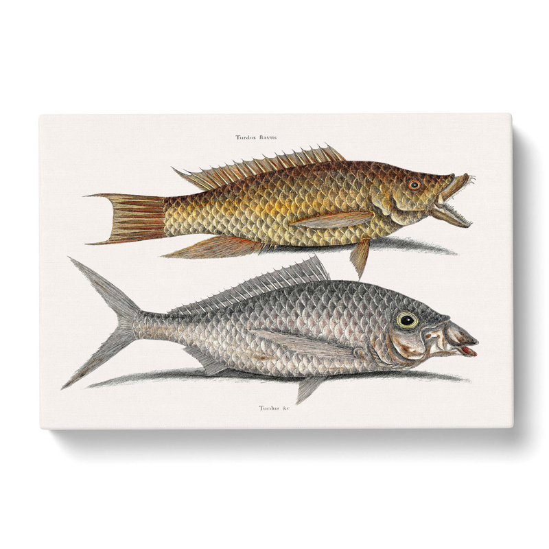 Hig Fish and Shad Fish by Mark Catesby - Wrapped Canvas Graphic Art Print, 40cm H x 60cm W x 3cm D
