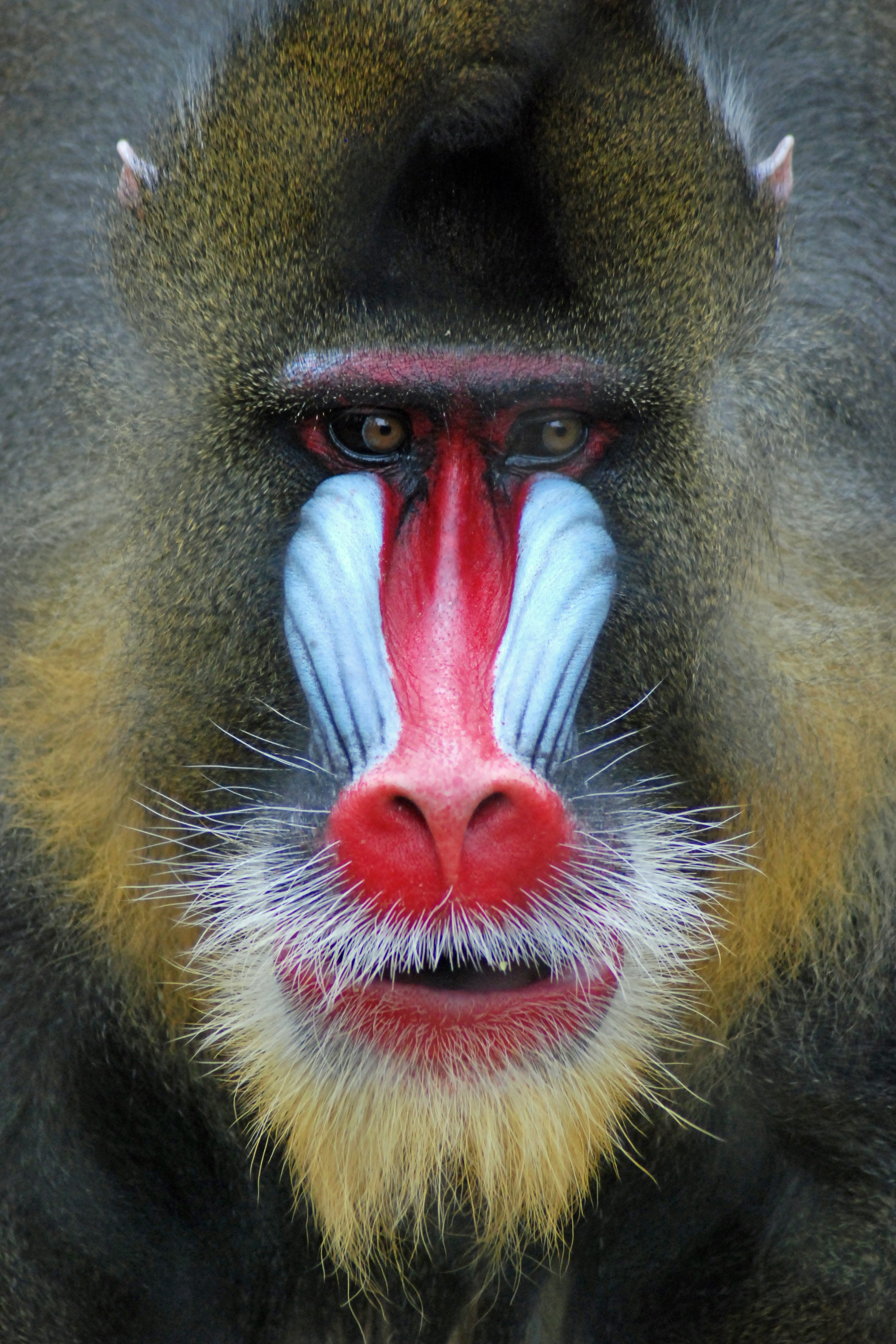 Ebern Designs Mandrill On Canvas by Poechri Print | Wayfair