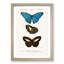 Butterfly Illustrations PL. 6 by Charles d' Orbigny - Framed Print-55512671-55512674