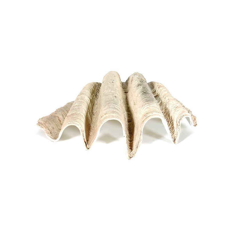 Grand coquillage