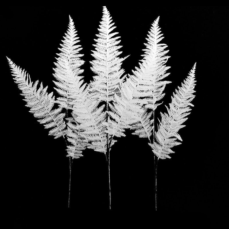 Feuille à paillettes, Blanc