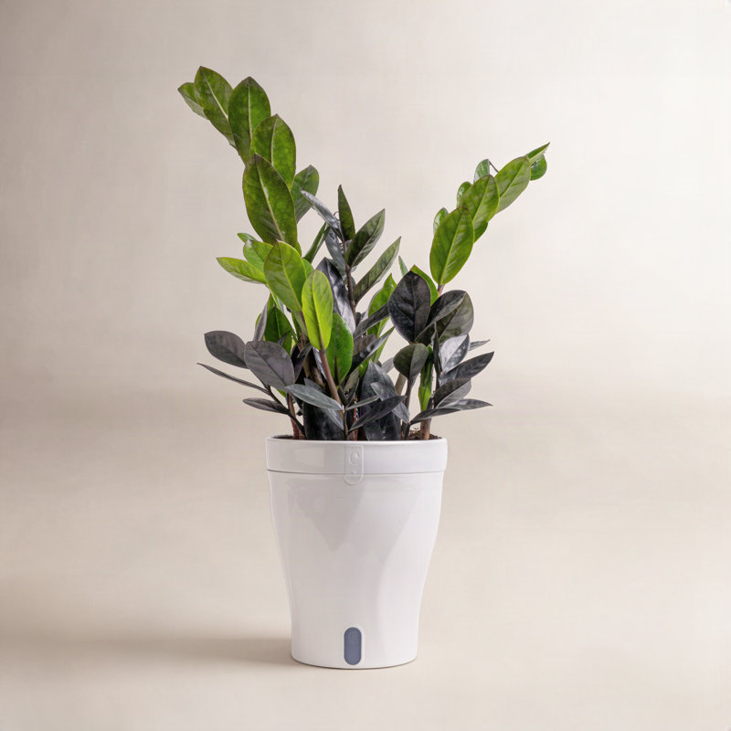Raven ZZ Plant in Planter