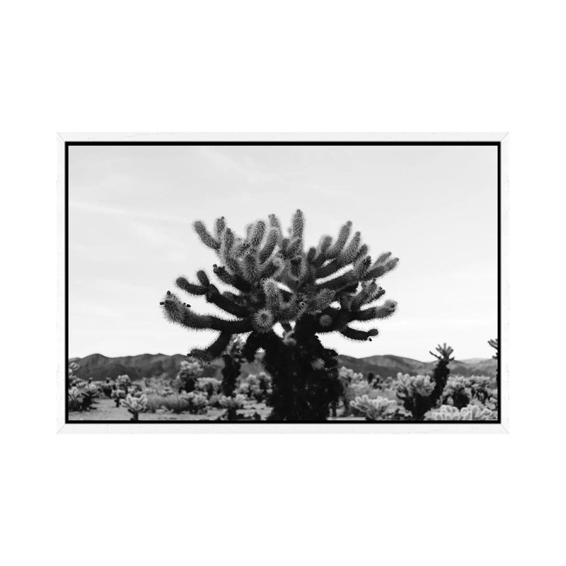Cholla Cactus Garden XI by Bethany Young - Print on Canvas, White Framed, 101.6cm H x 152.4cm W x 3.81cm D