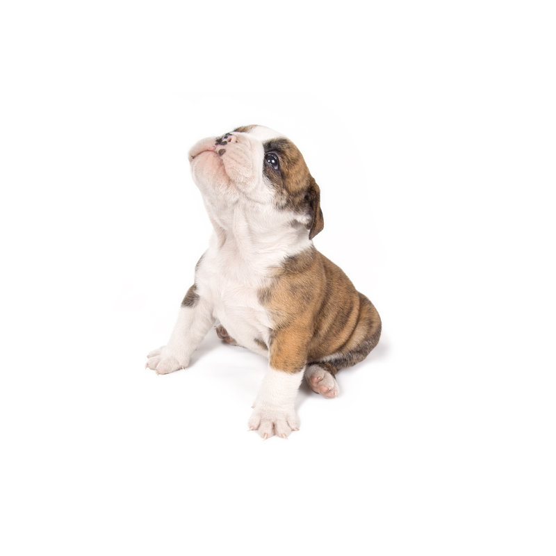 Chiot bouledogue par Jhorrocks, H 24 po x l 36 po