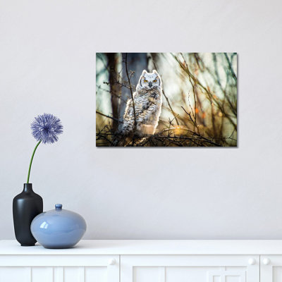 Hibou à la forêt