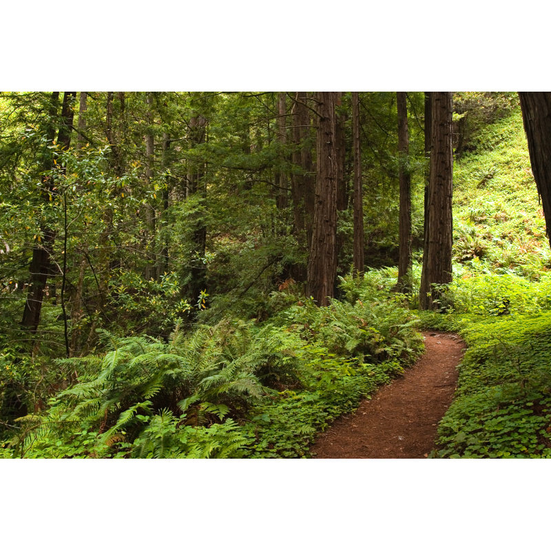 Forest Trial - Wrapped Canvas Print, 30cm H x 46cm W x 3.8cm D