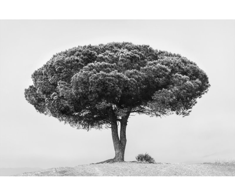 Wrapped Canvas Print, 50.8 cm H x 76.2 cm W