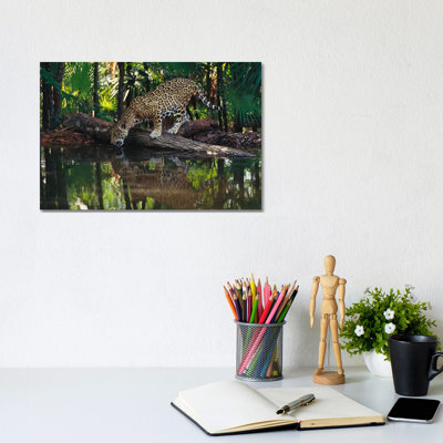 Jaguar Drinking, Belize Zoo, Belize by Gerry Ellis - Wrapped Canvas Print