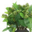 Sedum Bush dans un vase Fiberstone-1374902516
