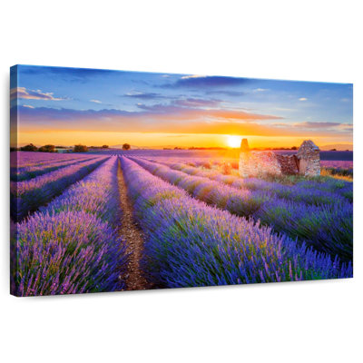 Alvord Purple Valensole Lavender Field