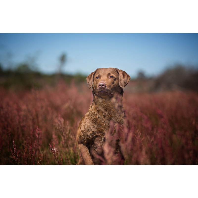 «Fiène Chesapeake Bay Retriever» sur toile par Ktatarka, H 20 po x l 30 po