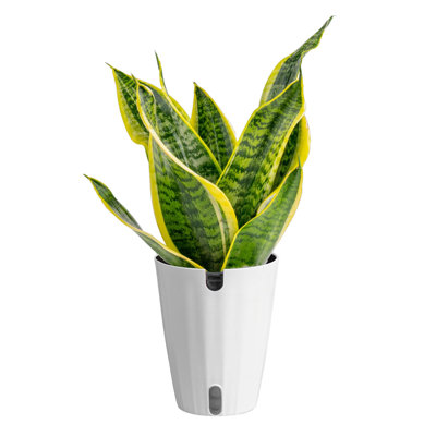 Costa Farms Sansevieria Laurentii Craig House Plant in 5-inch Self-Watering Pot