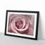 Pretty in Pink Rose Flower - Framed Print-56758544-56758547
