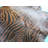 Reverse Zebra Print Handmade Cowhide Brown and Black Rug