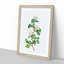 Hawthorn Flowers by Pierre-Joseph Redoute - Picture Frame Painting Print-55580362-55580363