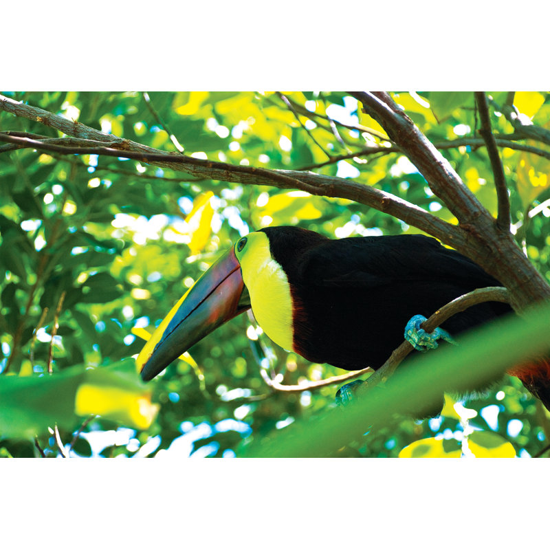 Tropical Bird In Tree - Wrapped Canvas Print, 30cm H x 46cm W x 3.8cm D