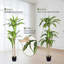 Arbre Dracaena artificiel 5 pi en pot pour décoration intérieure et extérieure-1345623492