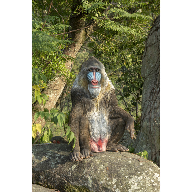 Mandrill assis
